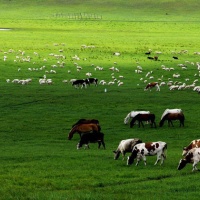 Aershan National Forest Park